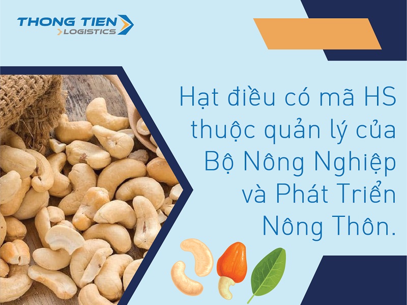 Thủ tục nhập khẩu hạt điều